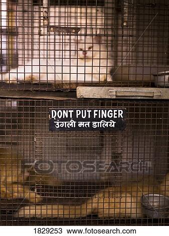 Stock Image - Cat in cage with warning sign. Fotosearch