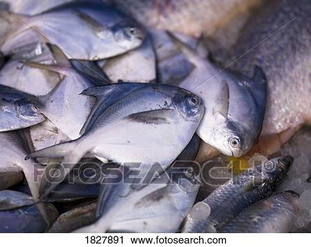 Stock Image - Caught fish. Fotosearch