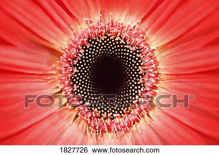 Stock Photograph - Centre of a bright flower. Fotosearch