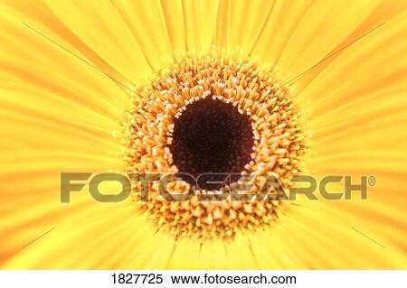 Centre of a bright flower View Large Photo Image Stock Photography - Centre of a bright flower. Fotosearch