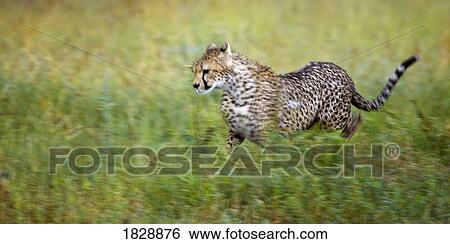 Cheetah (Acinonyx jubatus), running, Serengeti National Park, Tanzania, Africa View Large Photo Image Stock Photograph - Cheetah (Acinonyx jubatus), running, Serengeti National Park, Tanzania, Africa. Fotosearch
