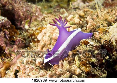 Stock Photo - Chromodoris Nudibranch. Fotosearch