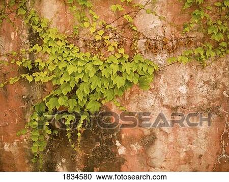 Climbing plant View Large Photo Image Stock Image - Climbing plant. Fotosearch