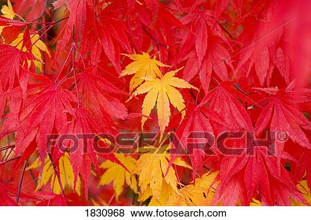 Close-up fall leaves View Large Photo Image Stock Photo - Close-up fall leaves. Fotosearch