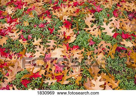 Close-up fall leaves View Large Photo Image Stock Photo - Close-up fall leaves. Fotosearch