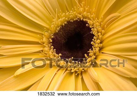 Stock Image - Close up, Gerbera Daisy. Fotosearch