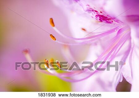 Close Up Of A Pink Flower View Large Photo Image Stock Photo - Close Up Of A Pink Flower. Fotosearch