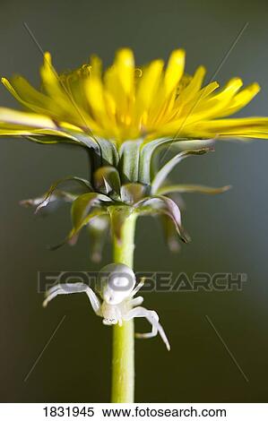 Close up of a spider on a dandelion View Large Photo Image Stock Photography - Close up of a spider on a dandelion. Fotosearch