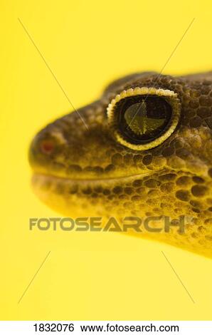 Close Up Of African Fat-Tailed Gecko On Yellow View Large Photo Image Stock Photograph - Close Up Of African Fat-Tailed Gecko On Yellow. Fotosearch