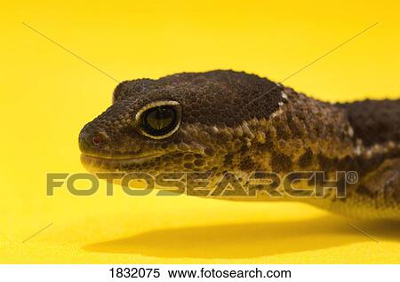 Close Up Of African Fat-Tailed Gecko On Yellow View Large Photo Image Stock Photography - Close Up Of African Fat-Tailed Gecko On Yellow. Fotosearch
