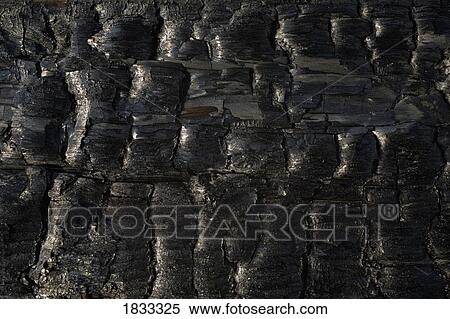 Stock Photography - Close-up of charred wood. Fotosearch