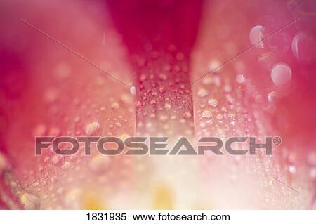 Close up of dew on tulip petal View Large Photo Image Stock Photography - Close up of dew on tulip petal. Fotosearch