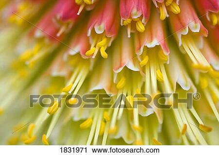 Close up of flower stamen View Large Photo Image Stock Image - Close up of flower stamen. Fotosearch