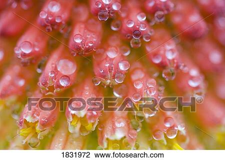 Close up of flower stamen View Large Photo Image Stock Image - Close up of flower stamen. Fotosearch