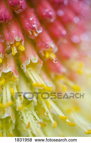 Close up of flower stamen View Large Photo Image Stock Photo - Close up of flower stamen. Fotosearch
