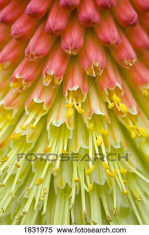 Stock Photography - Close up of flower stamen. Fotosearch