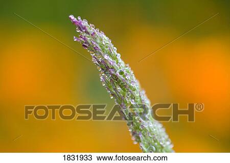 Stock Image - Close up of frosted grass. Fotosearch