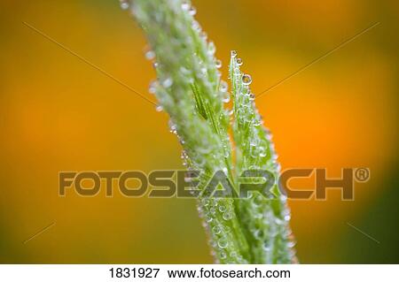 Close up of frosted grass View Large Photo Image Stock Photo - Close up of frosted grass. Fotosearch
