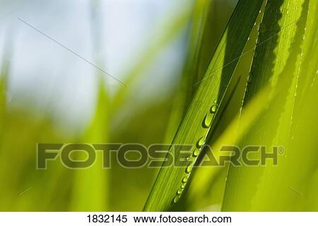 Close-Up Of Grass View Large Photo Image Stock Photography - Close-Up Of Grass. Fotosearch