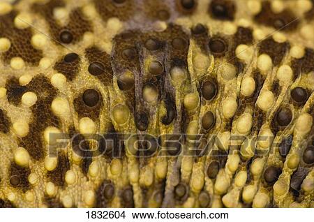 Picture - Close Up Of Leopard Gecko Skin Patterns. Fotosearch