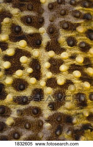 Stock Photography - Close Up Of Leopard Gecko Skin Patterns. Fotosearch