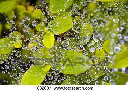 Close-up of morning dew on leaves View Large Photo Image Stock Photo - Close-up of morning dew on leaves. Fotosearch