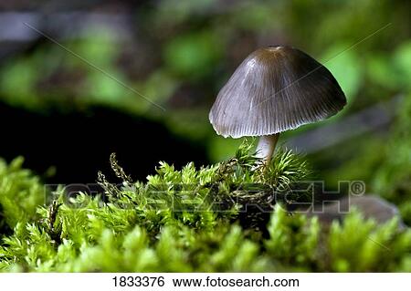 Close-up of mushroom View Large Photo Image Stock Photograph - Close-up of mushroom. Fotosearch