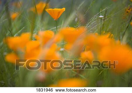 Close Up Of Orange Poppy Flowers View Large Photo Image Stock Photograph - Close Up Of Orange Poppy Flowers. Fotosearch