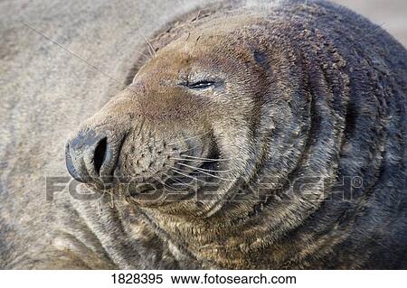 Stock Photography - Close up of seal. Fotosearch