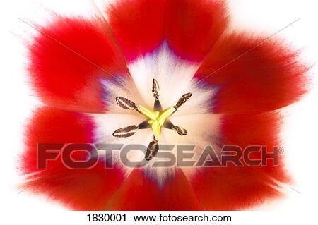 Close-up of tulip View Large Photo Image Stock Image - Close-up of tulip. Fotosearch
