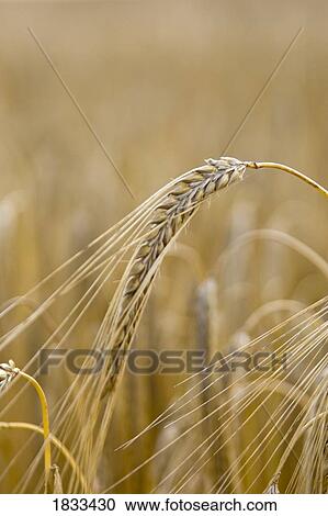 Close-up of wheat grains View Large Photo Image Stock Image - Close-up of wheat grains. Fotosearch