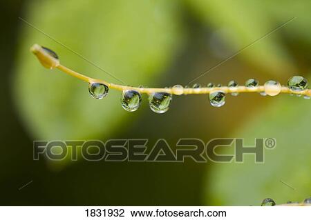 Stock Image - Closeup of dew on a stamen. Fotosearch