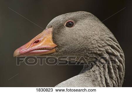 Stock Image - Closeup of goose. Fotosearch