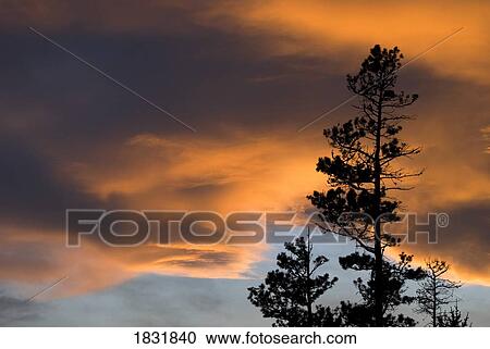 Stock Image - Cloudy sky at sunset with trees. Fotosearch