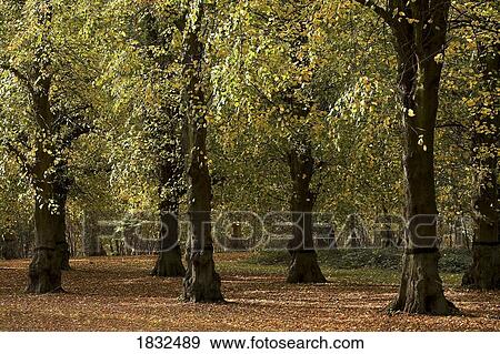 Clumber Park, Sherwood, Nottingham, England View Large Photo Image Stock Photo - Clumber Park, Sherwood, Nottingham, England. Fotosearch