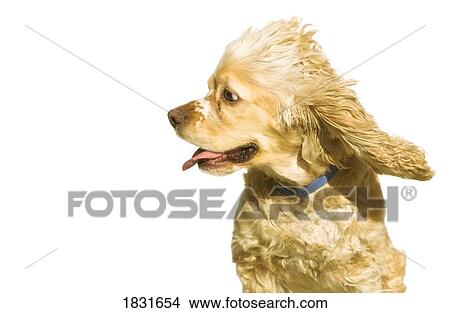 Picture - Cocker Spaniel. Fotosearch