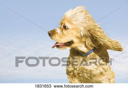 Stock Image - Cocker Spaniel. Fotosearch
