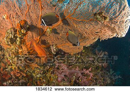 Collare butterflyfish  View Large Photo Image Stock Image - Collare butterflyfish . Fotosearch