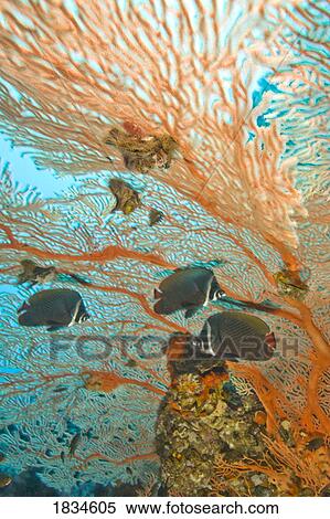 Stock Photography - Collare Butterflyfish. Fotosearch
