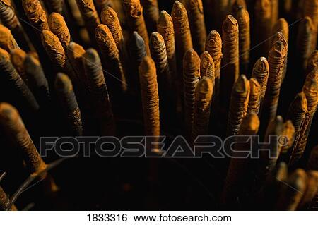 Stock Photograph - Collection of rusty nails. Fotosearch