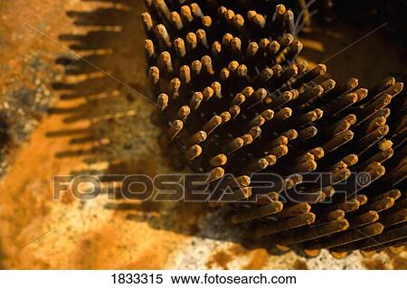 Stock Photography - Collection of rusty nails. Fotosearch
