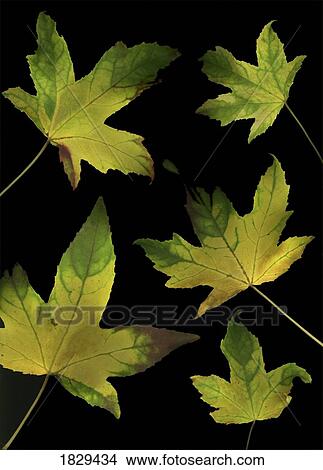 Colorful autumn leaves View Large Photo Image Picture - Colorful autumn leaves. Fotosearch