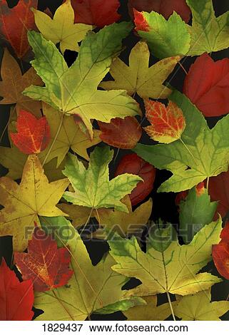 Stock Photo - Colorful autumn leaves. Fotosearch