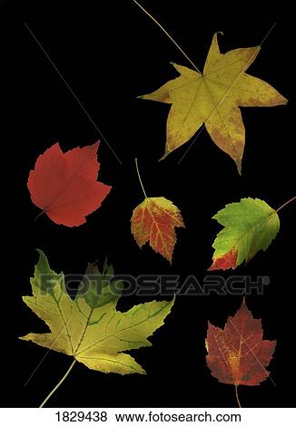 Colorful autumn leaves View Large Photo Image Stock Photo - Colorful autumn leaves. Fotosearch