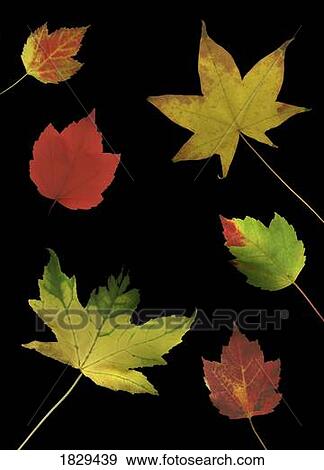 Stock Photo - Colorful autumn leaves. Fotosearch