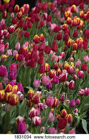Colorful tulips View Large Photo Image Picture - Colorful tulips. Fotosearch