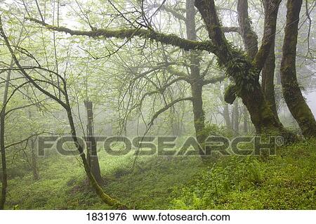 Columbia River Gorge, Oregon, USA, Undergrowth In The Mist View Large Photo Image Stock Photograph - Columbia River Gorge, Oregon, USA, Undergrowth In The Mist. Fotosearch