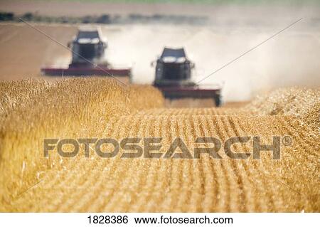 Stock Photograph - Combines harvesting field, North Yorkshire, England. Fotosearch