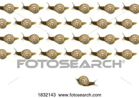 Stock Image - Contrary Snail. Fotosearch