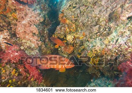 Stock Image - Coral Grouper (Cephalopholus miniata). Fotosearch